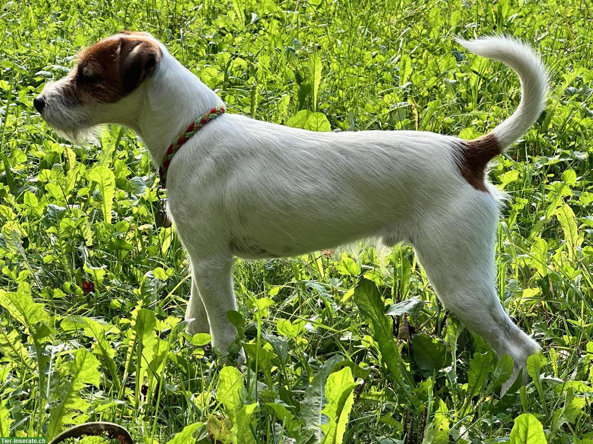 Bild 2: Parson Russell Terrier Jungrüde