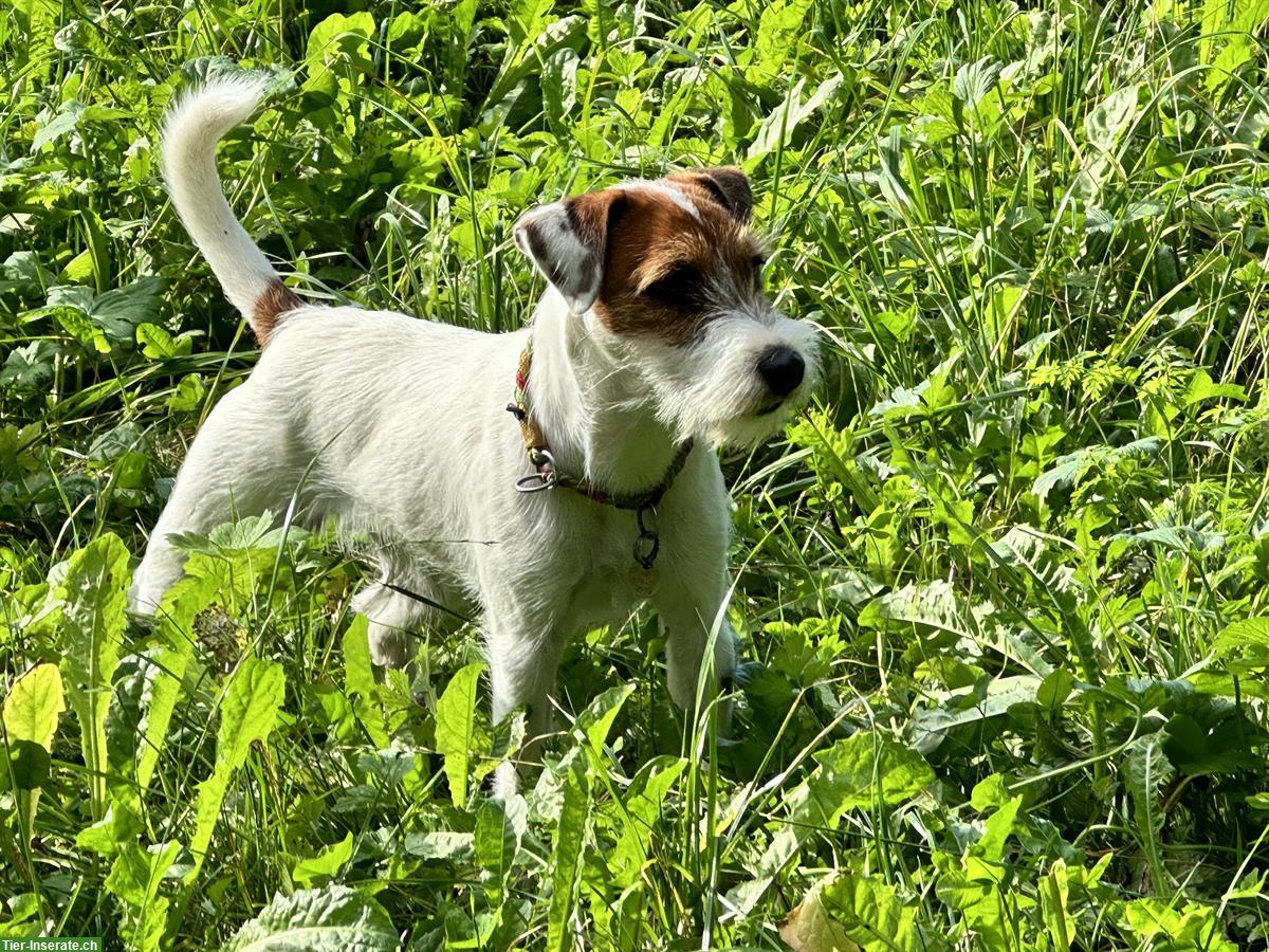 Bild 3: Parson Russell Terrier Jungrüde