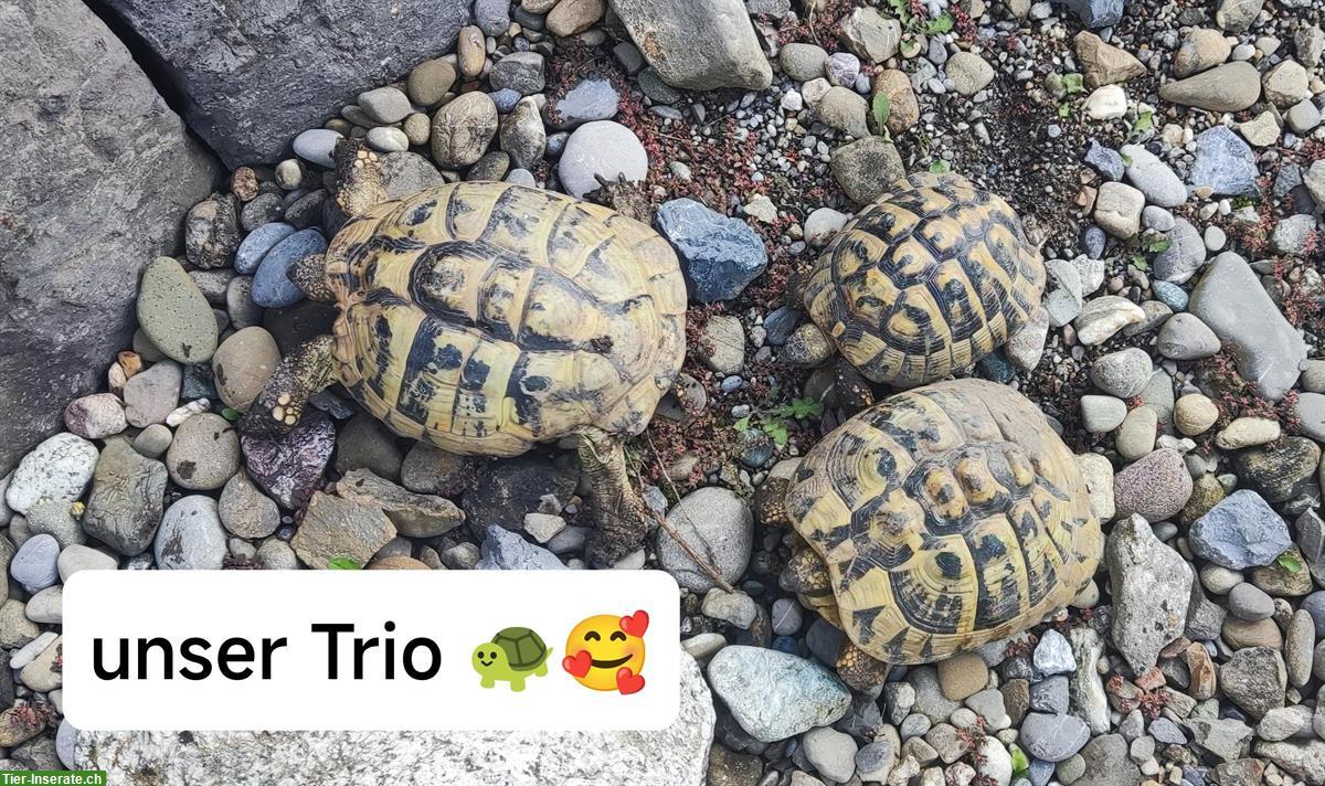 Griechisches Schildkröten Trio sucht neues Zuhause