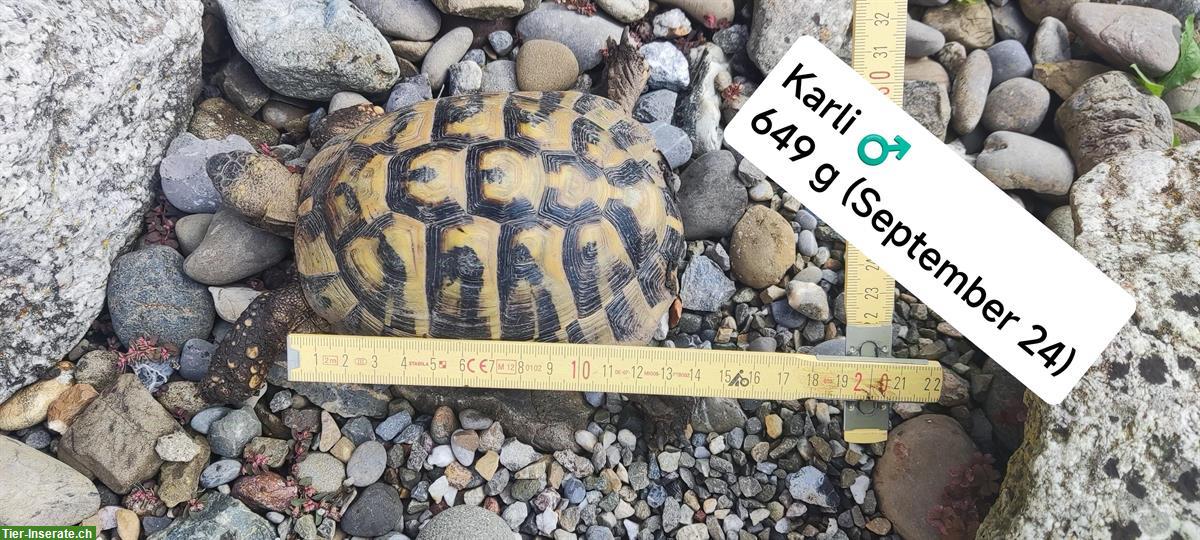 Bild 3: Griechisches Schildkröten Trio sucht neues Zuhause