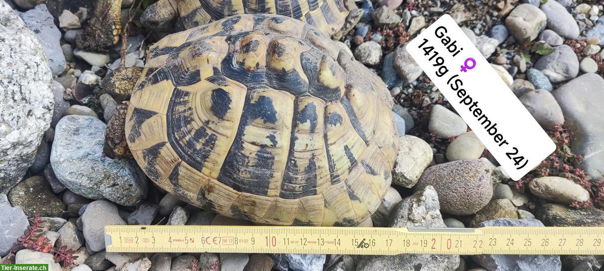 Bild 4: Griechisches Schildkröten Trio sucht neues Zuhause