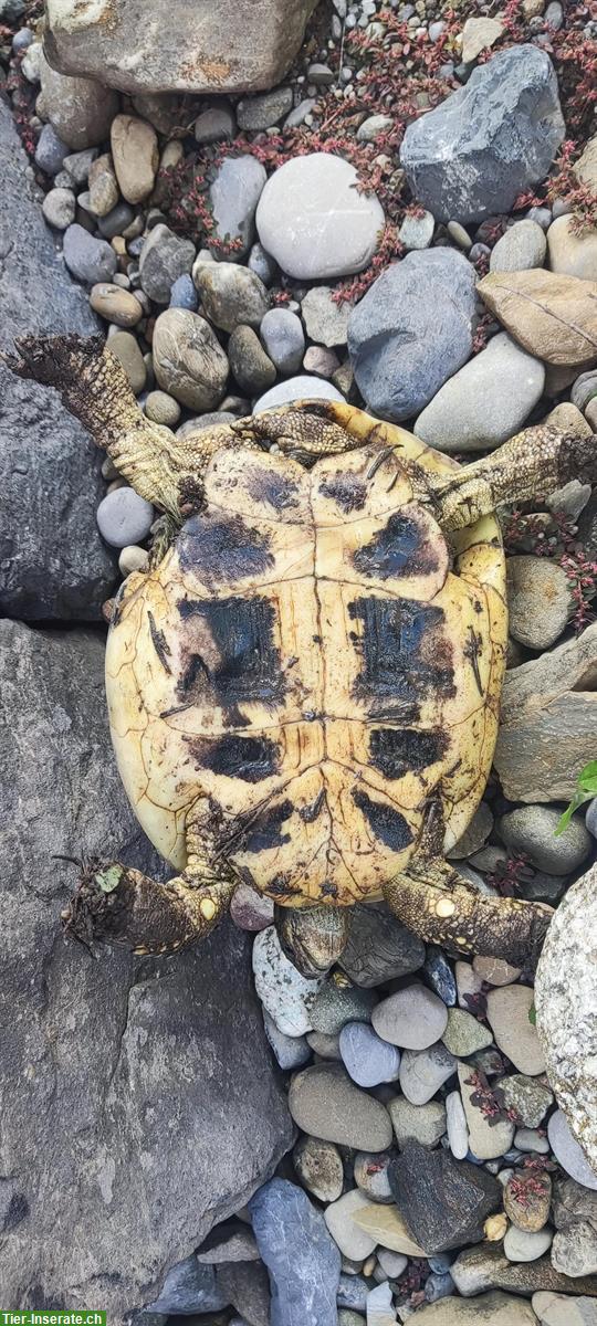 Bild 5: Griechisches Schildkröten Trio sucht neues Zuhause