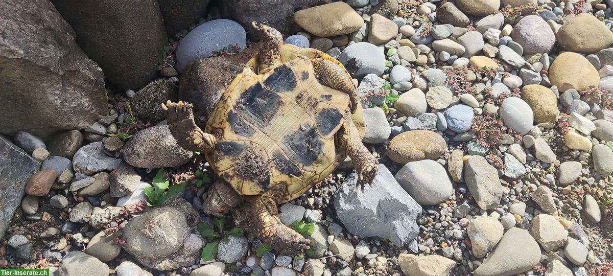 Bild 8: Griechisches Schildkröten Trio sucht neues Zuhause