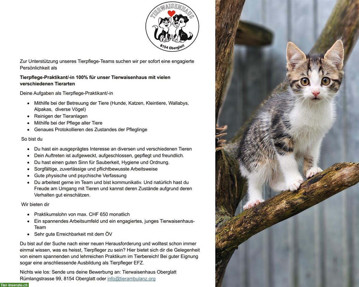 Suchen Tierpflege-Praktikant/-in 100% für unser Tierwaisenhaus