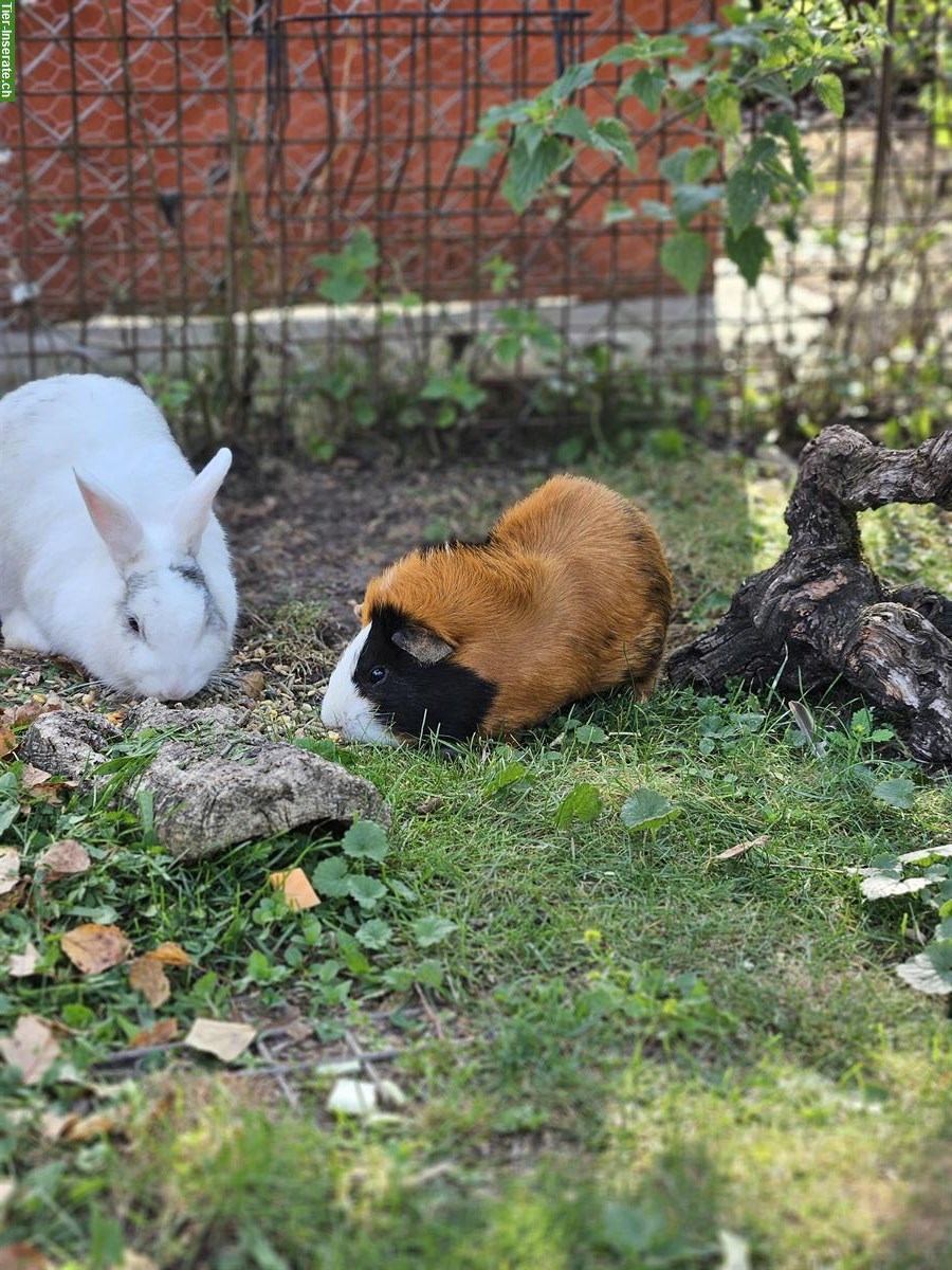 Bild 10: Suchen Tierpflege-Praktikant/-in 100% für unser Tierwaisenhaus