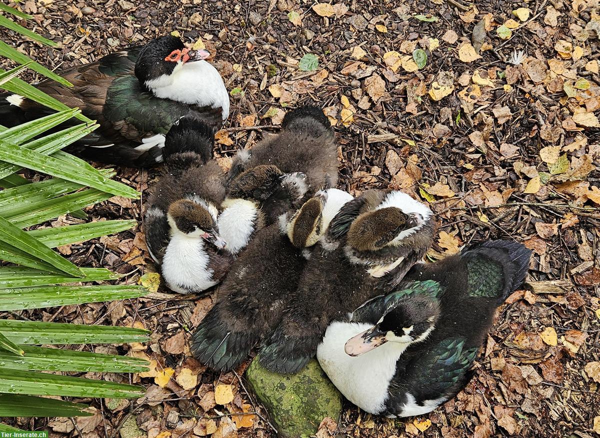 Bild 2: Suchen Tierpflege-Praktikant/-in 100% für unser Tierwaisenhaus