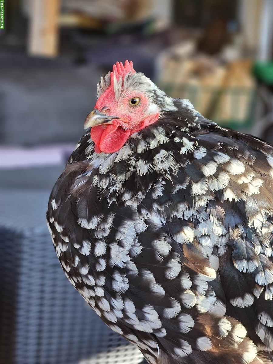 Bild 4: Suchen Tierpflege-Praktikant/-in 100% für unser Tierwaisenhaus