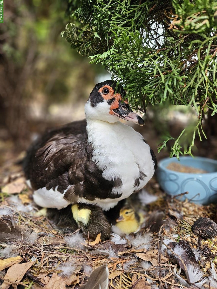 Bild 8: Suchen Tierpflege-Praktikant/-in 100% für unser Tierwaisenhaus