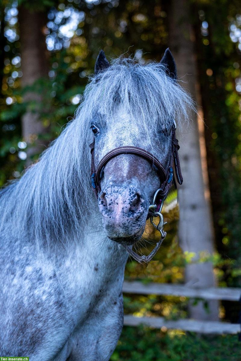 Bild 2: Shetty Welsh Mix Pony Stute