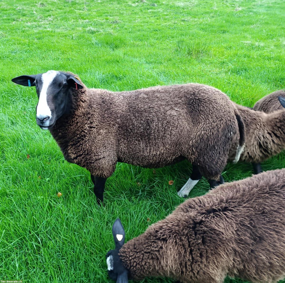 Zwartbles Schafbock zu verkaufen