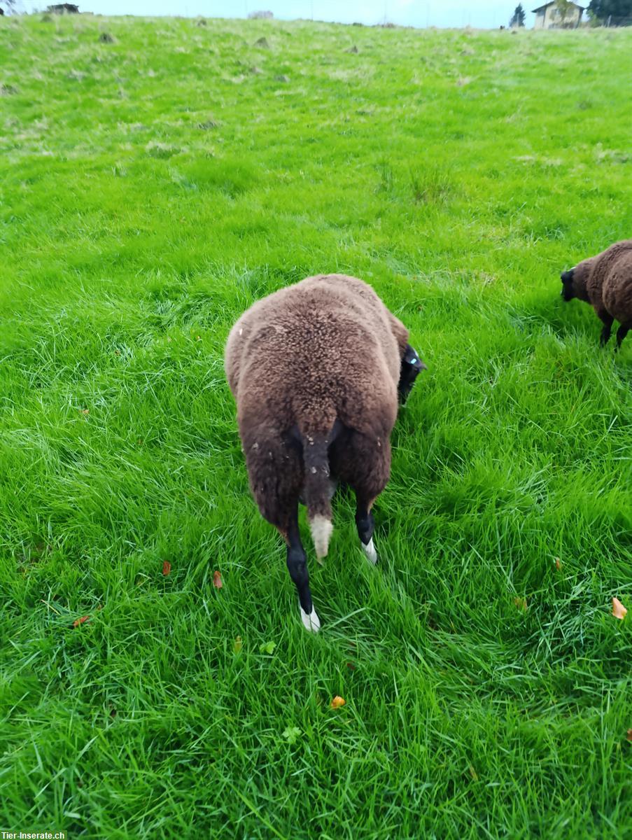 Bild 2: Zwartbles Schafbock zu verkaufen