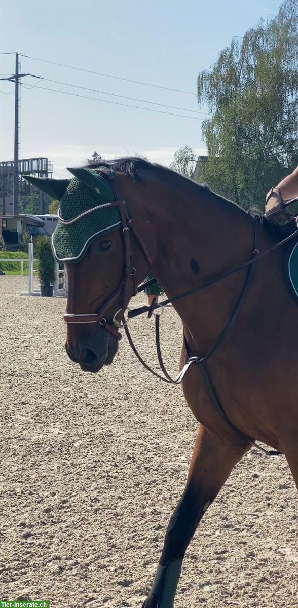 Bild 3: Reitbeteiligung für 13-jährigen Wallach im ZH-Oberland