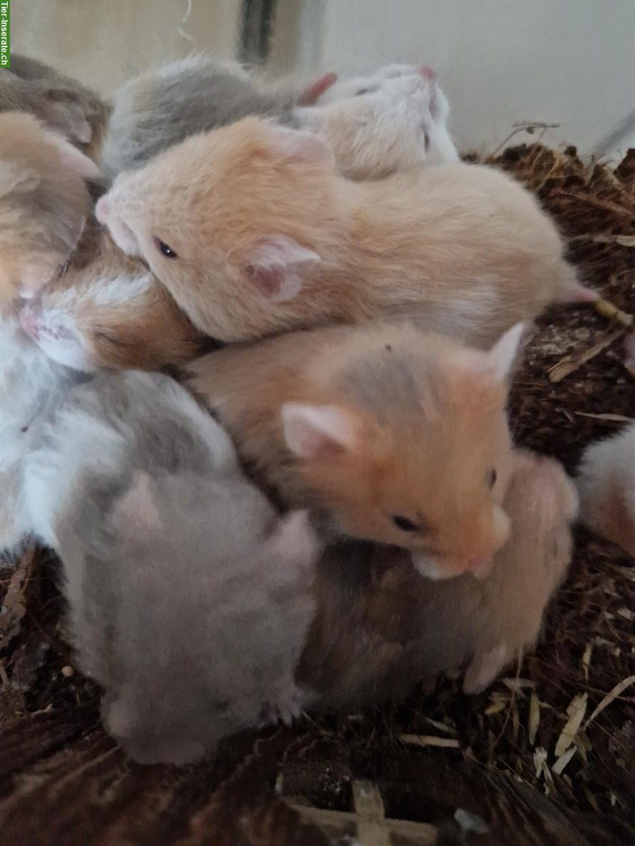 Teddyhamster Babys aus Hobbyzucht