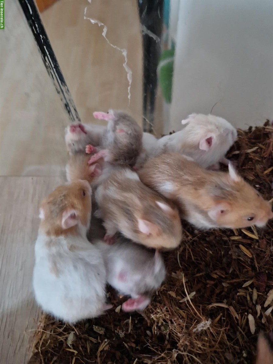 Bild 2: Teddyhamster Babys aus Hobbyzucht