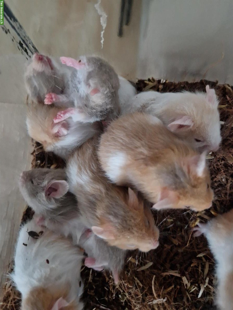 Bild 3: Teddyhamster Babys aus Hobbyzucht