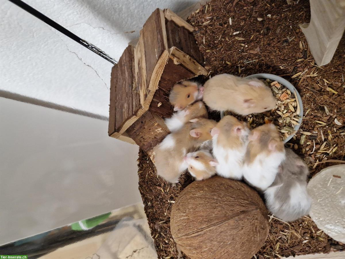 Bild 5: Teddyhamster Babys aus Hobbyzucht