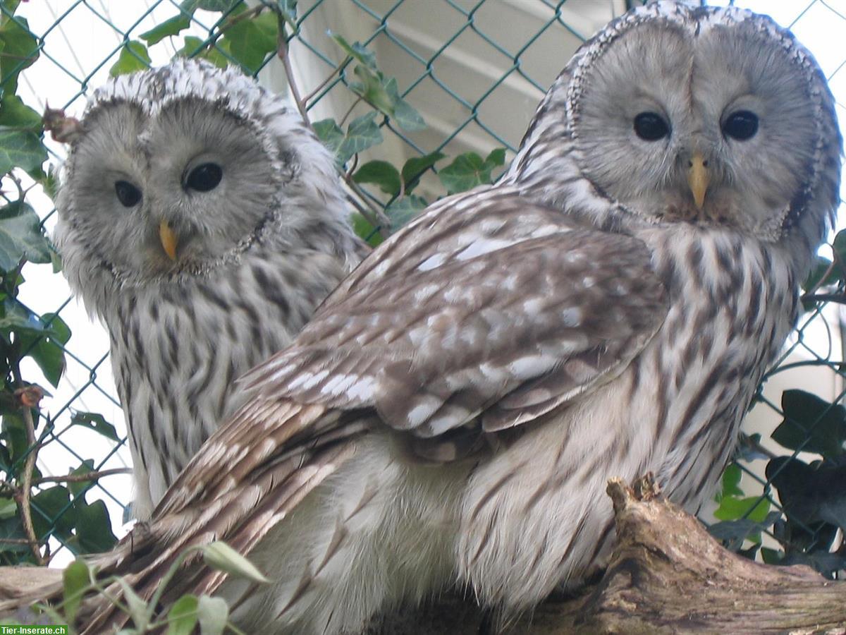 Unsere Eulenpark Tiere brauchen ein neues Zuhause