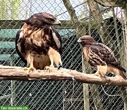 Bild 2: Unsere Eulenpark Tiere brauchen ein neues Zuhause