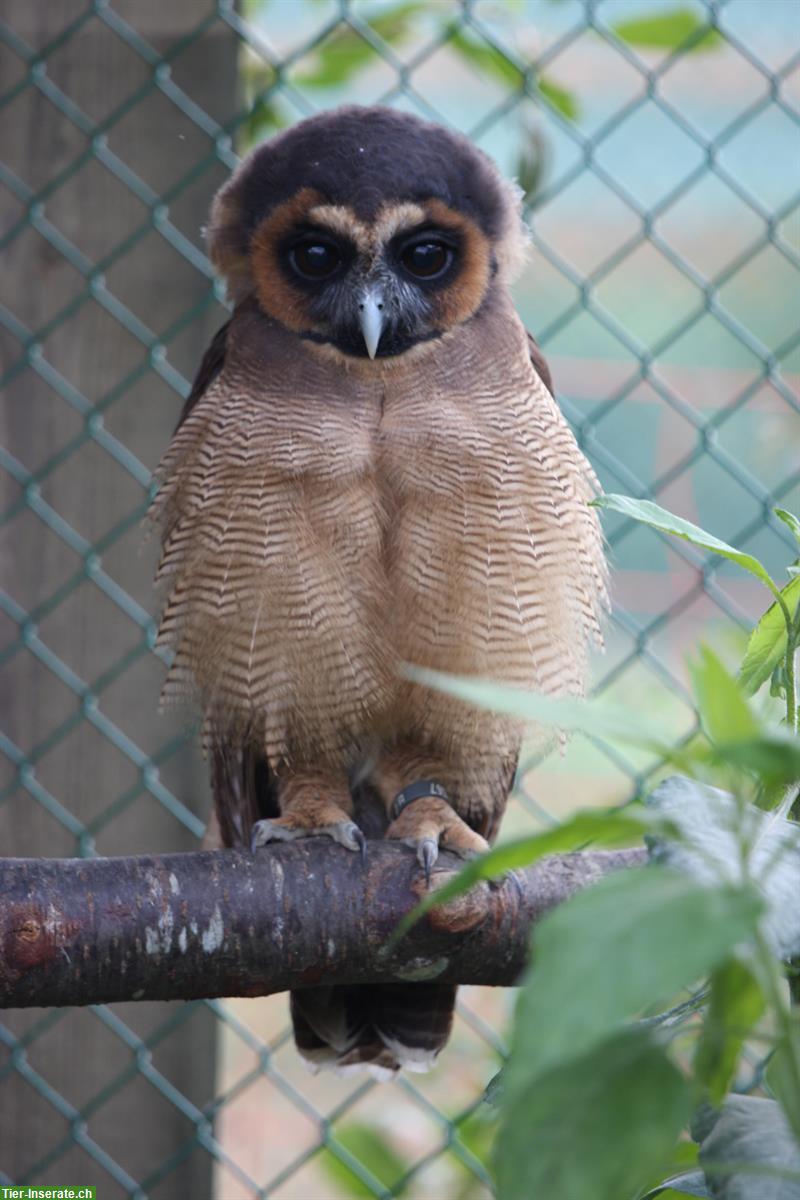 Bild 3: Unsere Eulenpark Tiere brauchen ein neues Zuhause