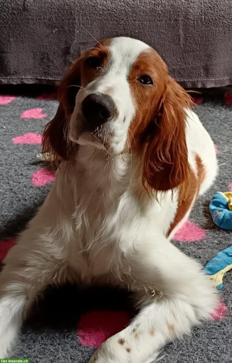 Irish Red and White Setter Welpen aus der Slowakei