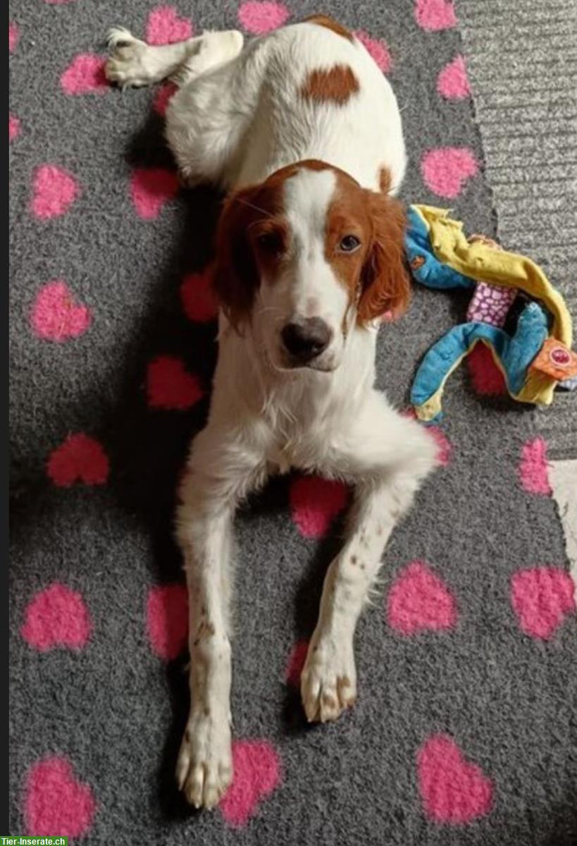 Bild 2: Irish Red and White Setter Welpen aus der Slowakei