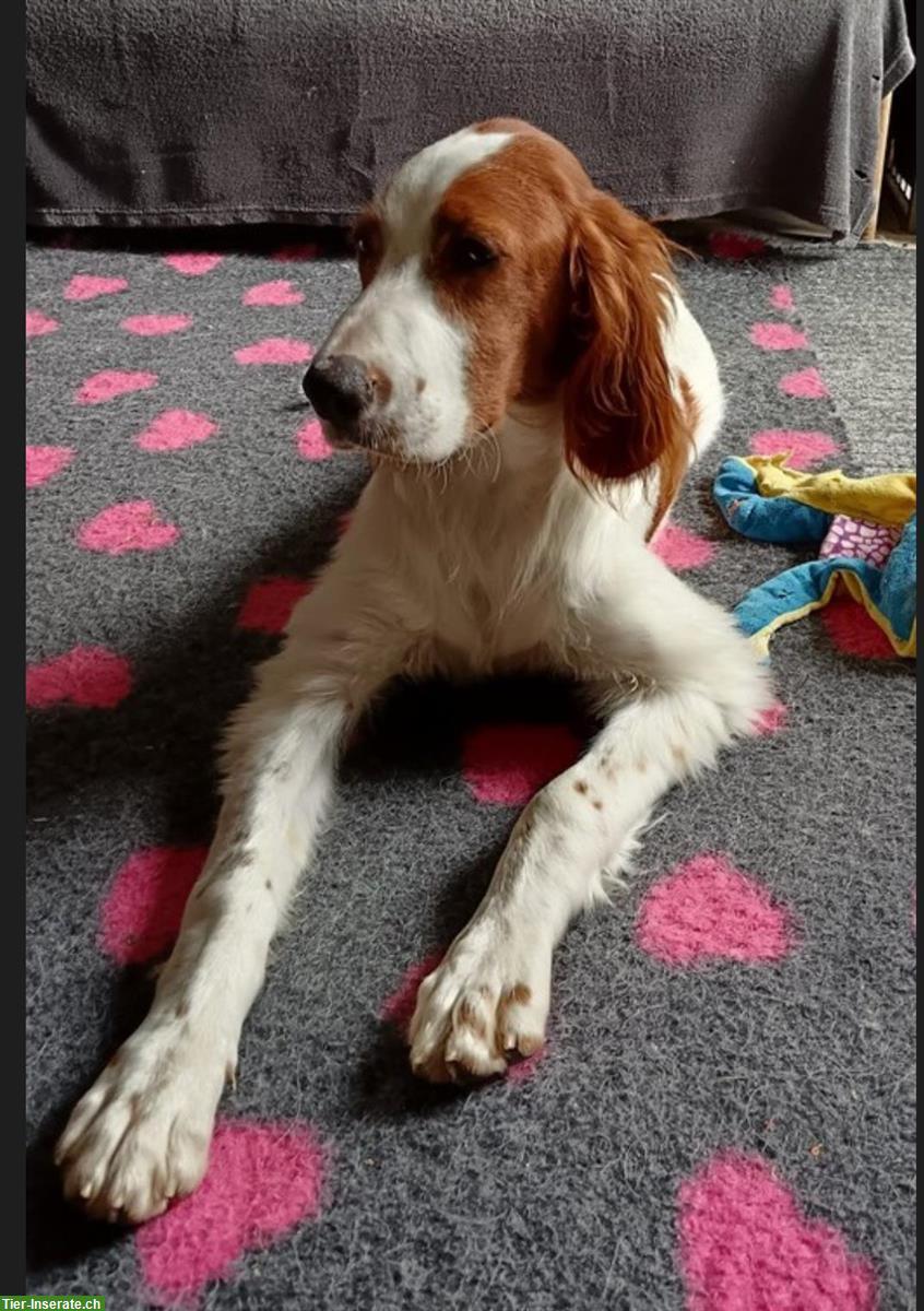 Bild 3: Irish Red and White Setter Welpen aus der Slowakei