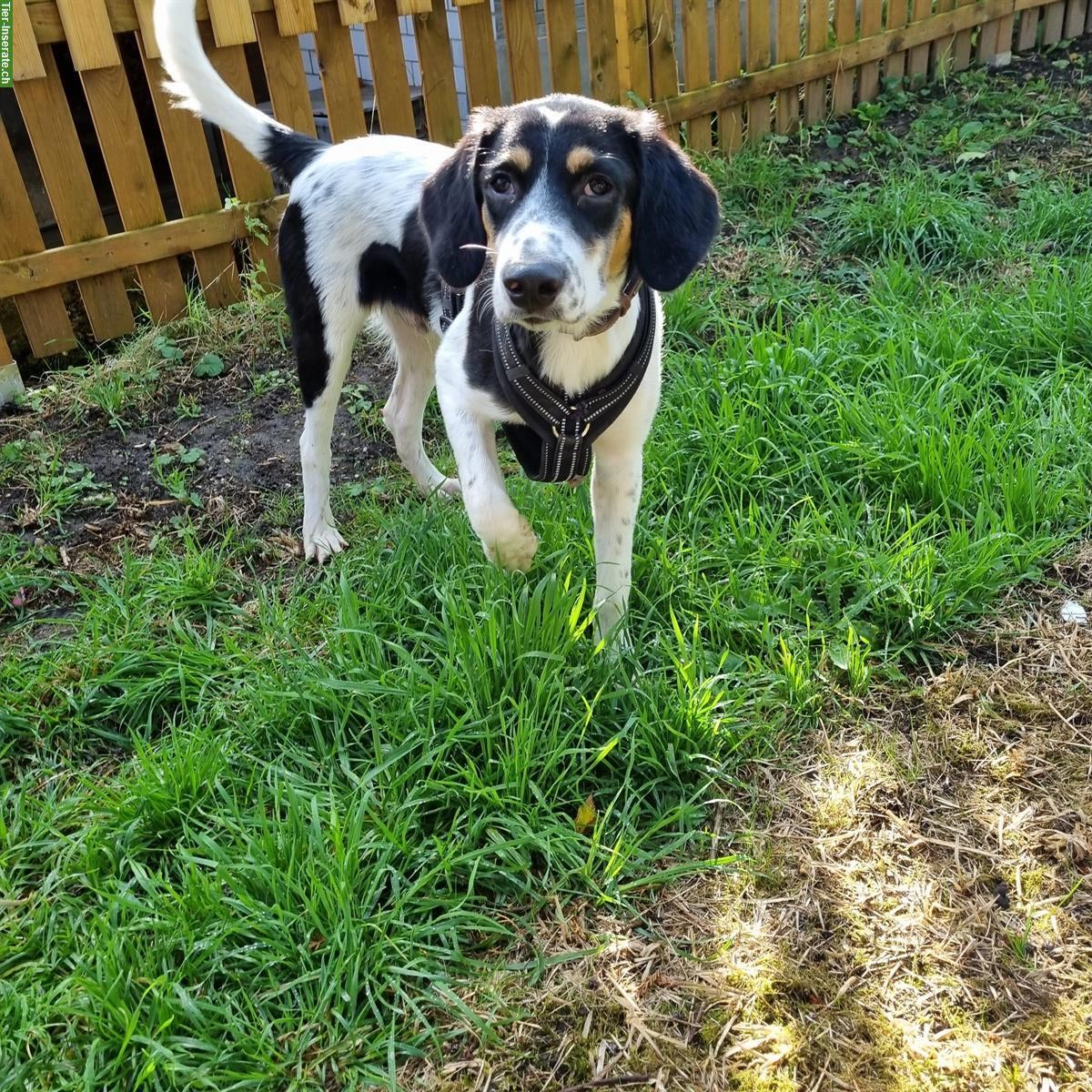 Junghund Rüde Sparky sucht seine Familie