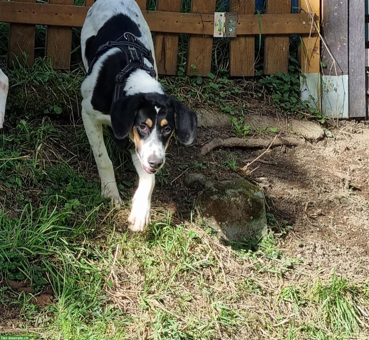 Bild 4: Junghund Rüde Sparky sucht seine Familie