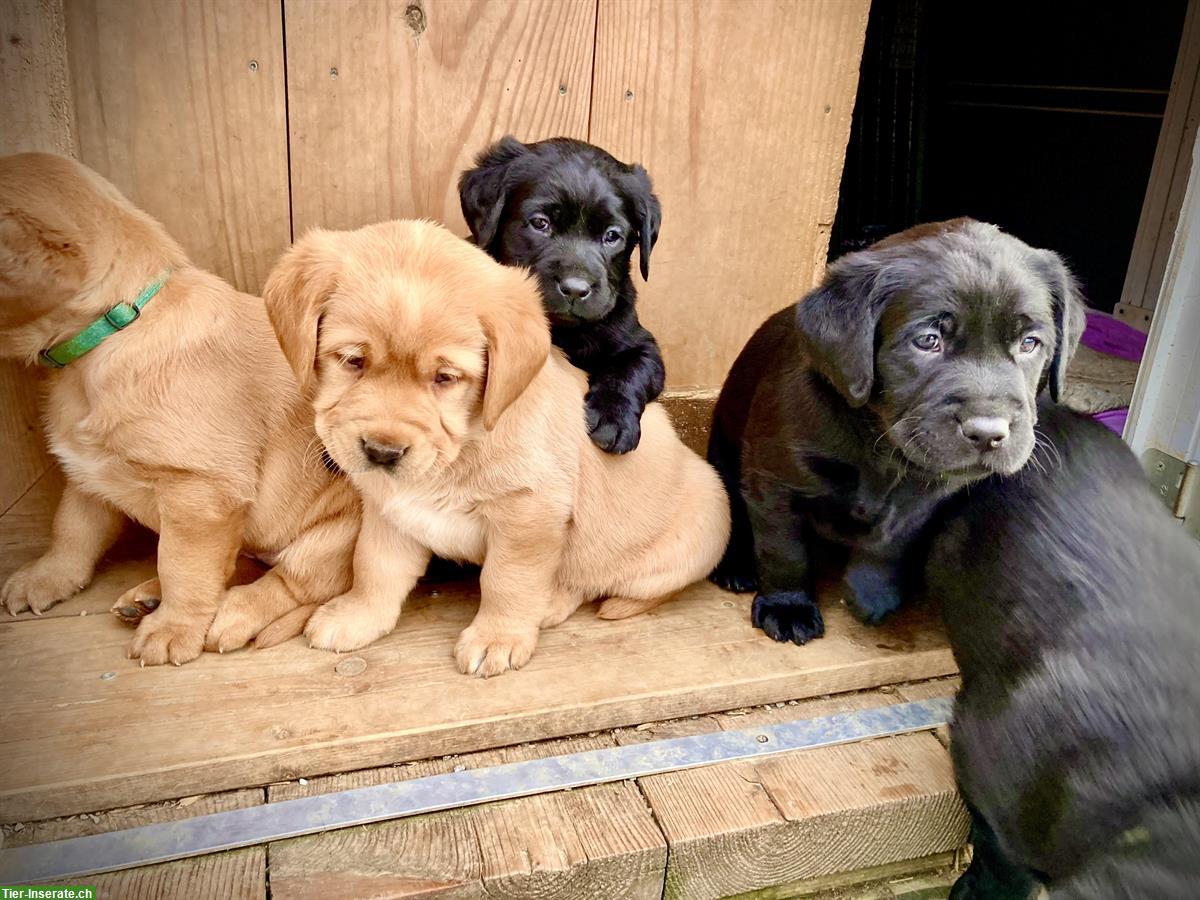 Labrador Welpen blond/schwarz mit Stammbaum