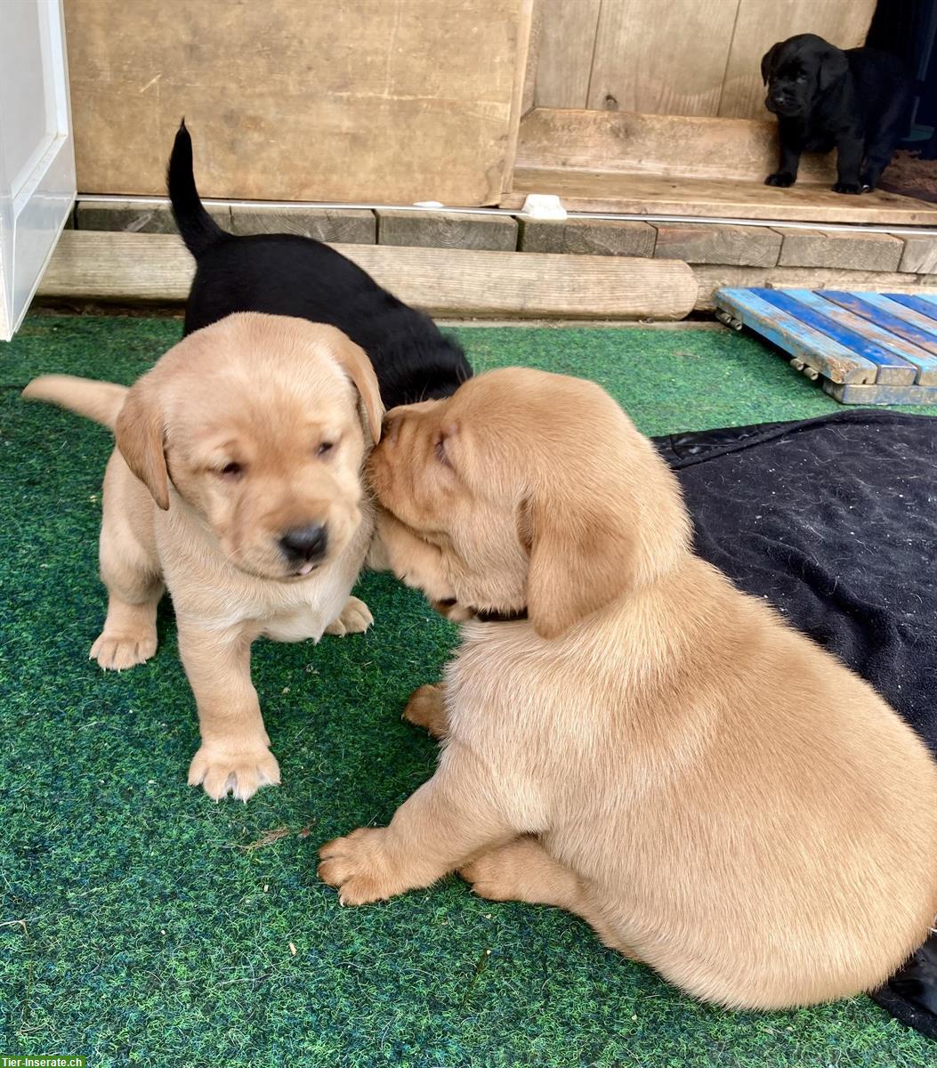 Bild 3: Labrador Welpen blond/schwarz mit Stammbaum