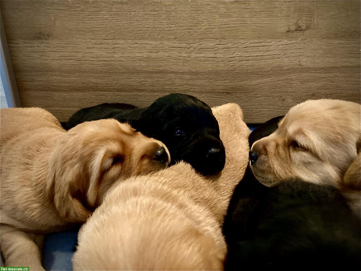 Bild 5: Labrador Welpen blond/schwarz mit Stammbaum