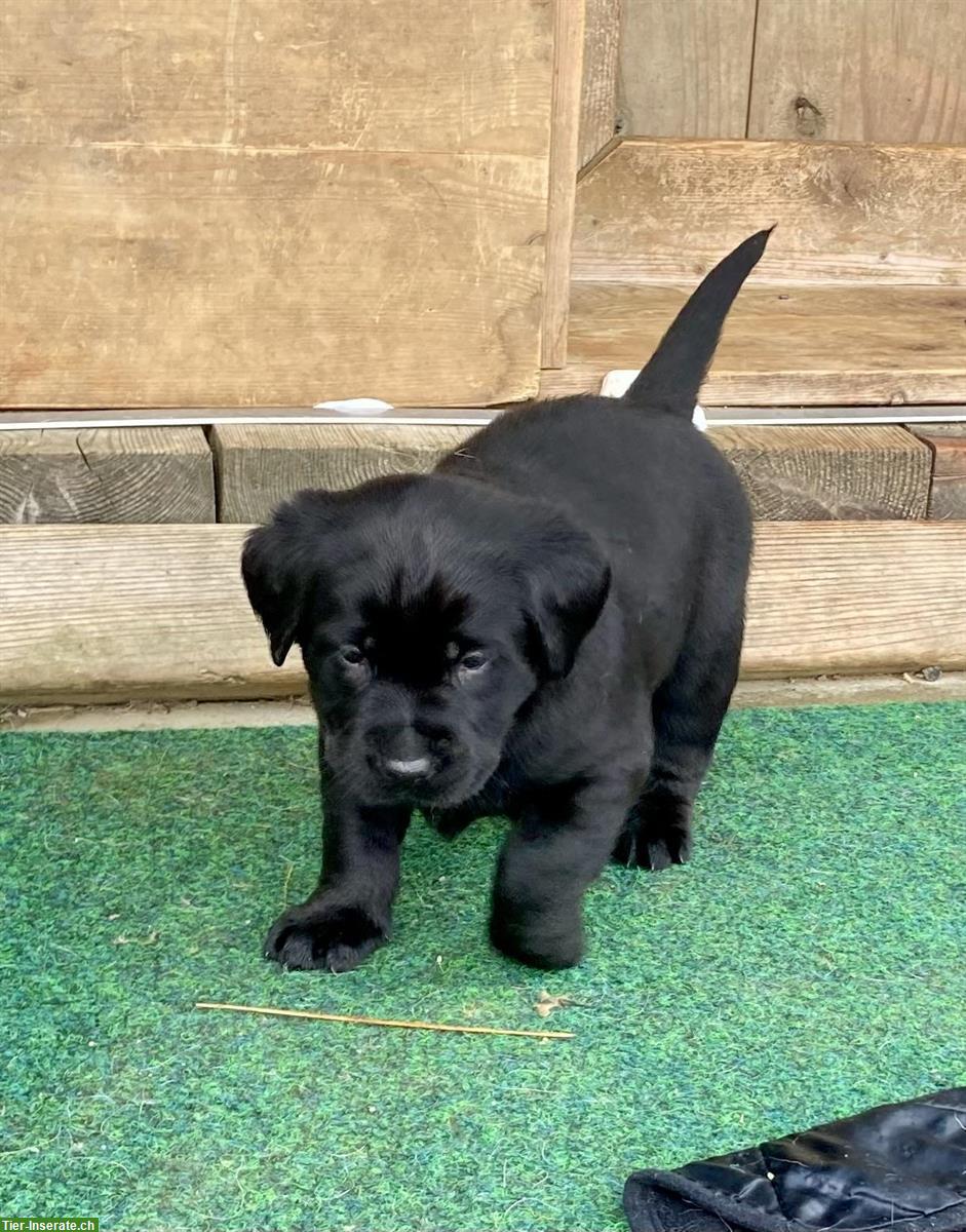 Bild 6: Labrador Welpen blond/schwarz mit Stammbaum