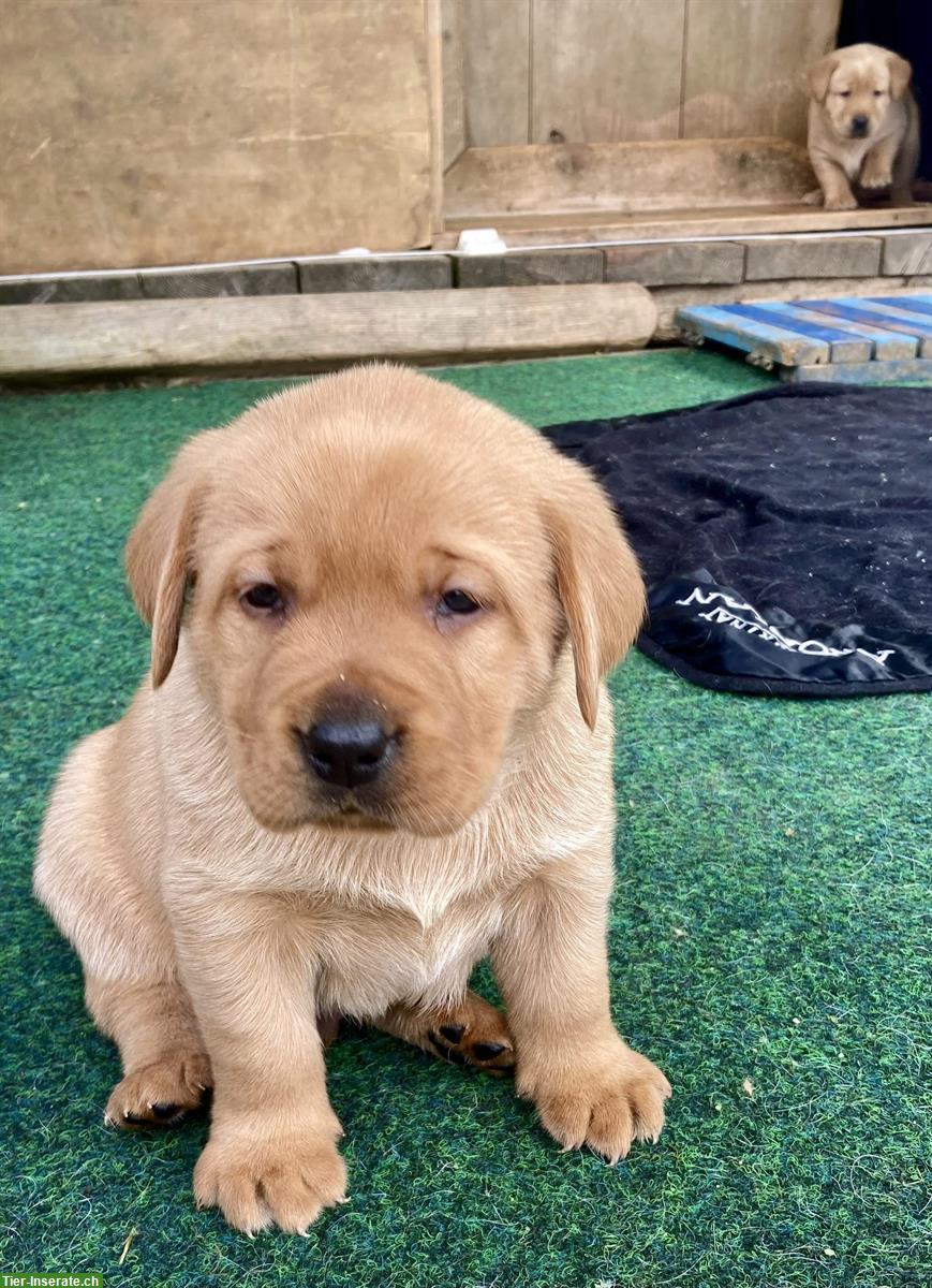 Bild 7: Labrador Welpen blond/schwarz mit Stammbaum