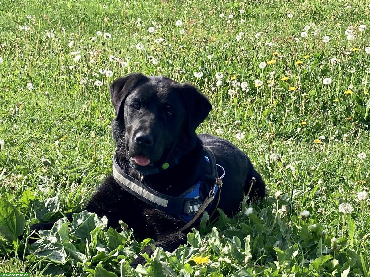 Bild 8: Labrador Welpen blond/schwarz mit Stammbaum