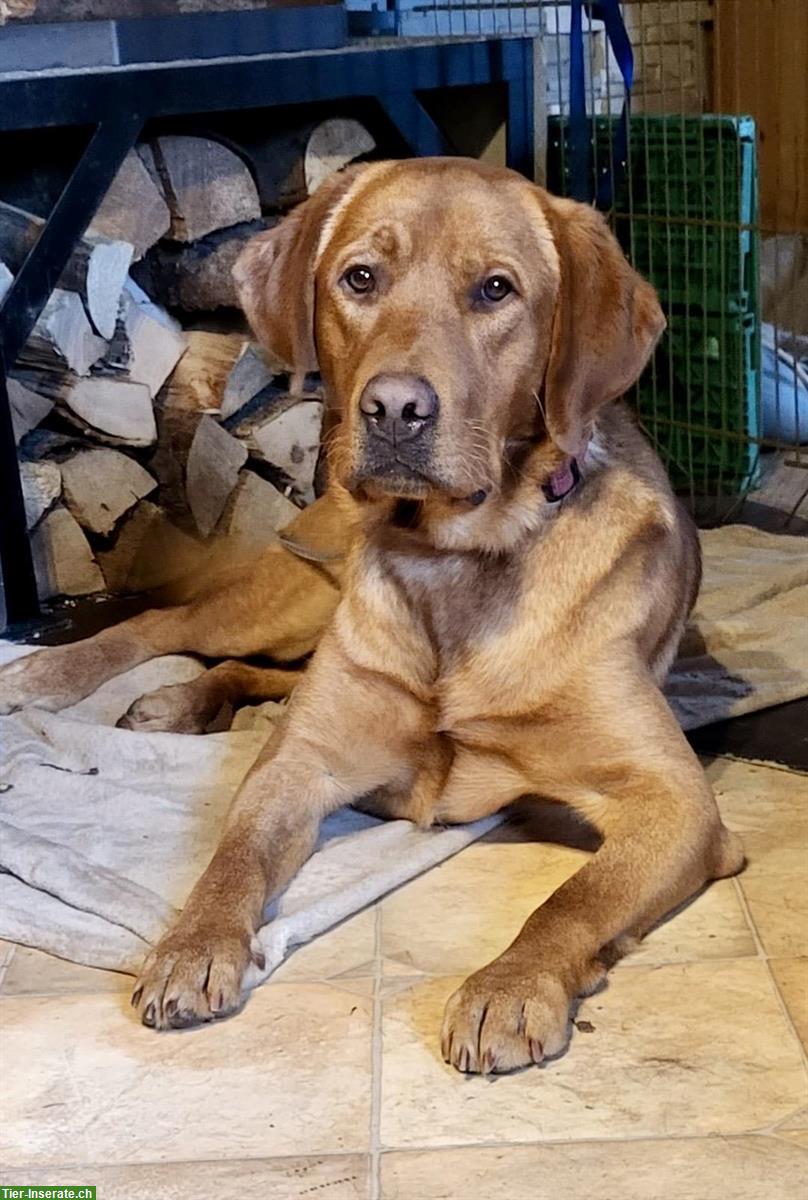 Bild 9: Labrador Welpen blond/schwarz mit Stammbaum