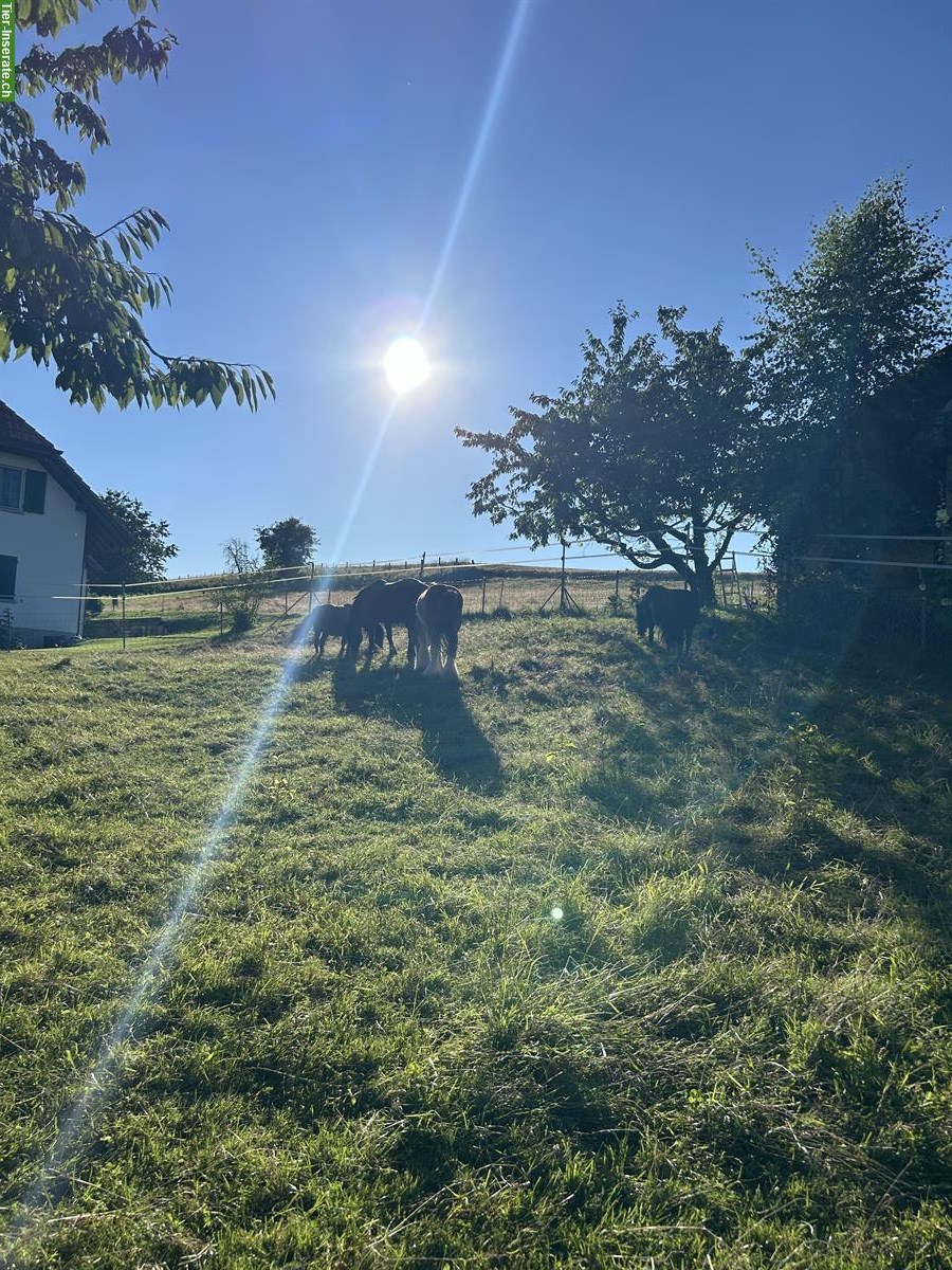 Pferdestall mit Reitplatz, Selbstversorger, Bucheggberg SO