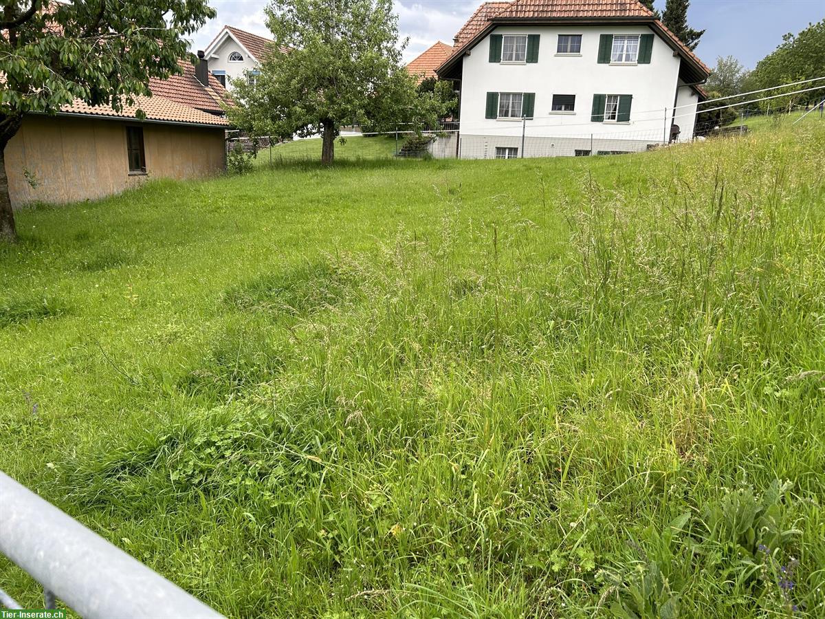 Bild 5: Pferdestall mit Reitplatz, Selbstversorger, Bucheggberg SO