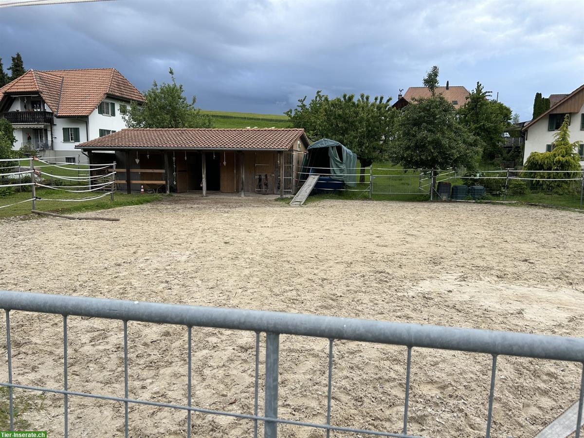 Bild 6: Pferdestall mit Reitplatz, Selbstversorger, Bucheggberg SO