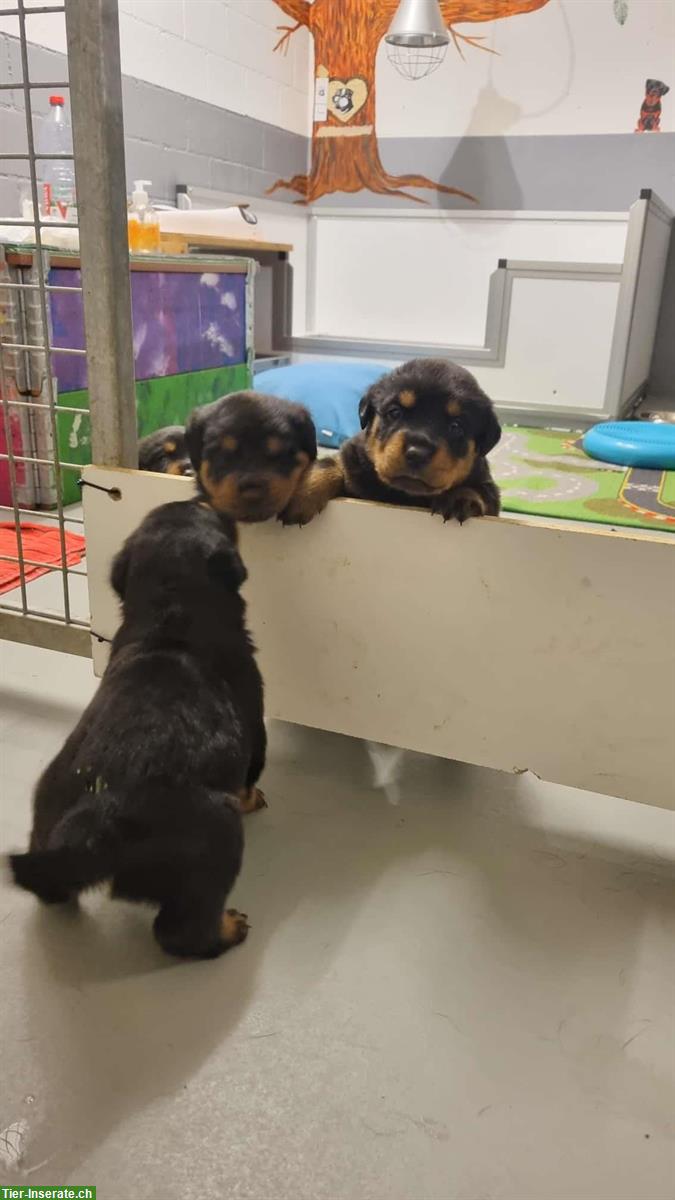 Rottweiler Welpen Rüden suchen neuen Besitzer