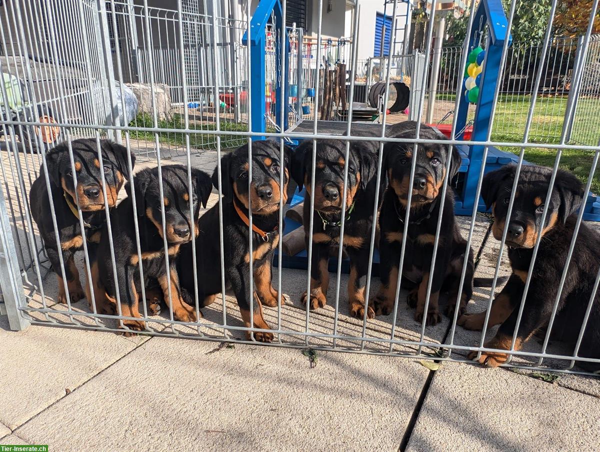 Bild 10: Rottweiler Welpen Rüden suchen neuen Besitzer