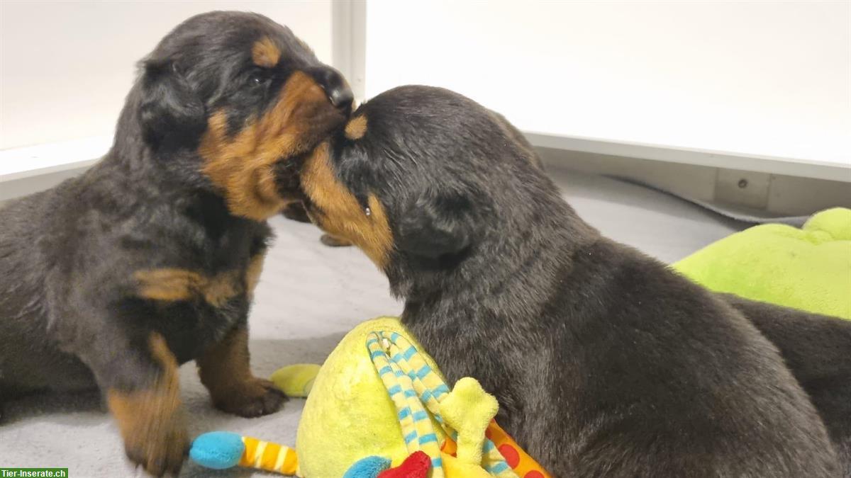 Bild 2: Rottweiler Welpen Rüden suchen neuen Besitzer