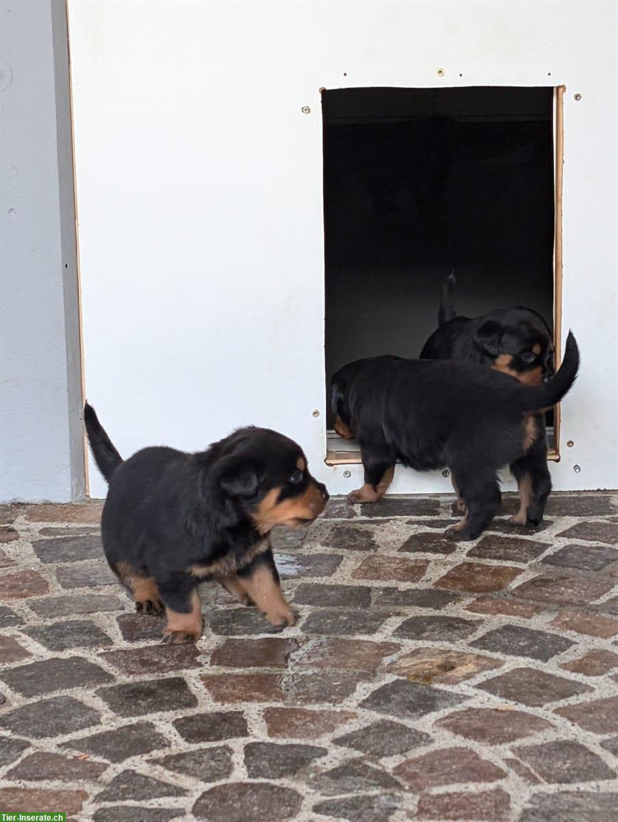 Bild 3: Rottweiler Welpen Rüden suchen neuen Besitzer