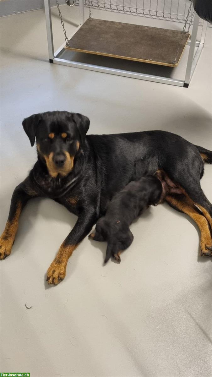 Bild 5: Rottweiler Welpen Rüden suchen neuen Besitzer