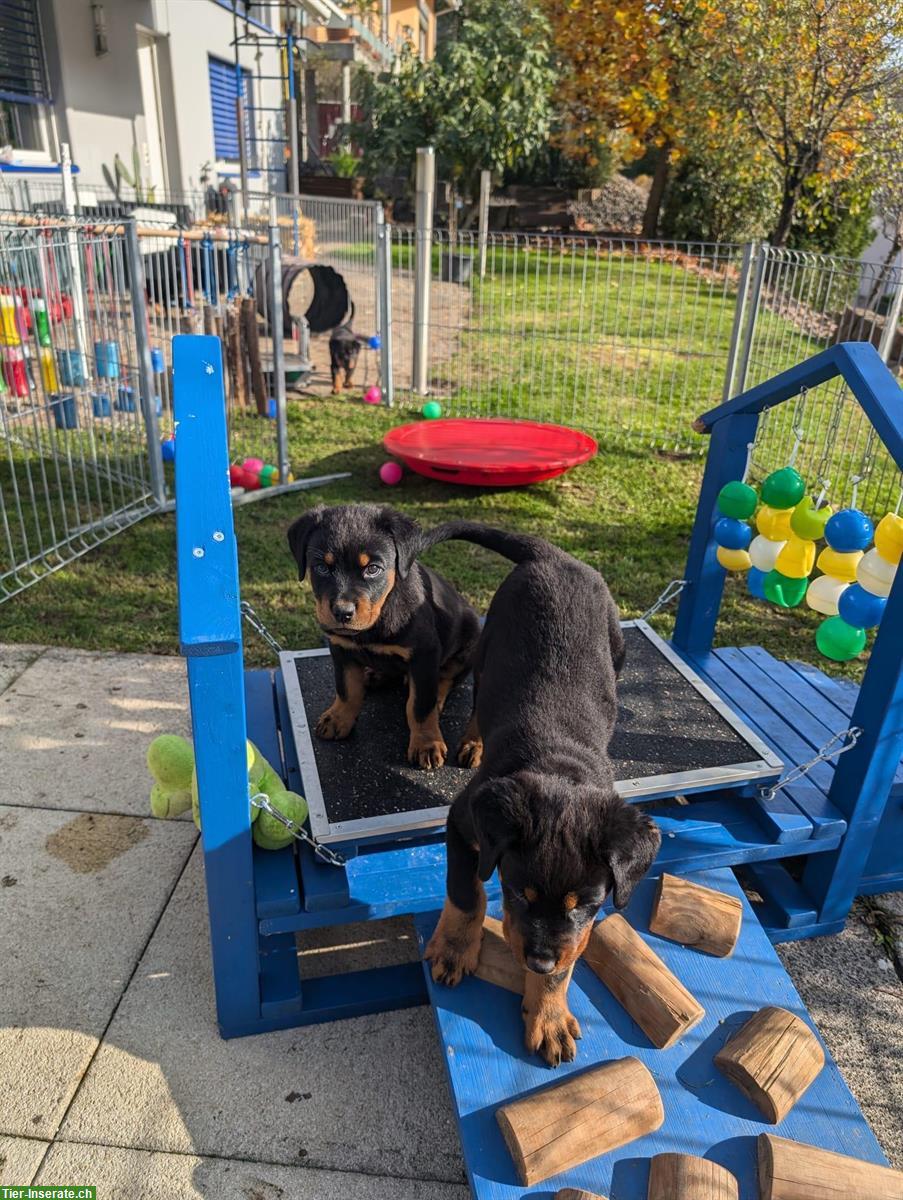 Bild 6: Rottweiler Welpen Rüden suchen neuen Besitzer