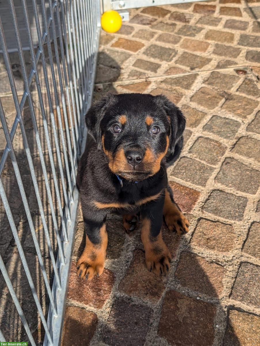 Bild 7: Rottweiler Welpen Rüden suchen neuen Besitzer