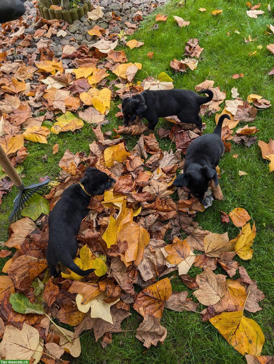 Bild 9: Rottweiler Welpen Rüden suchen neuen Besitzer