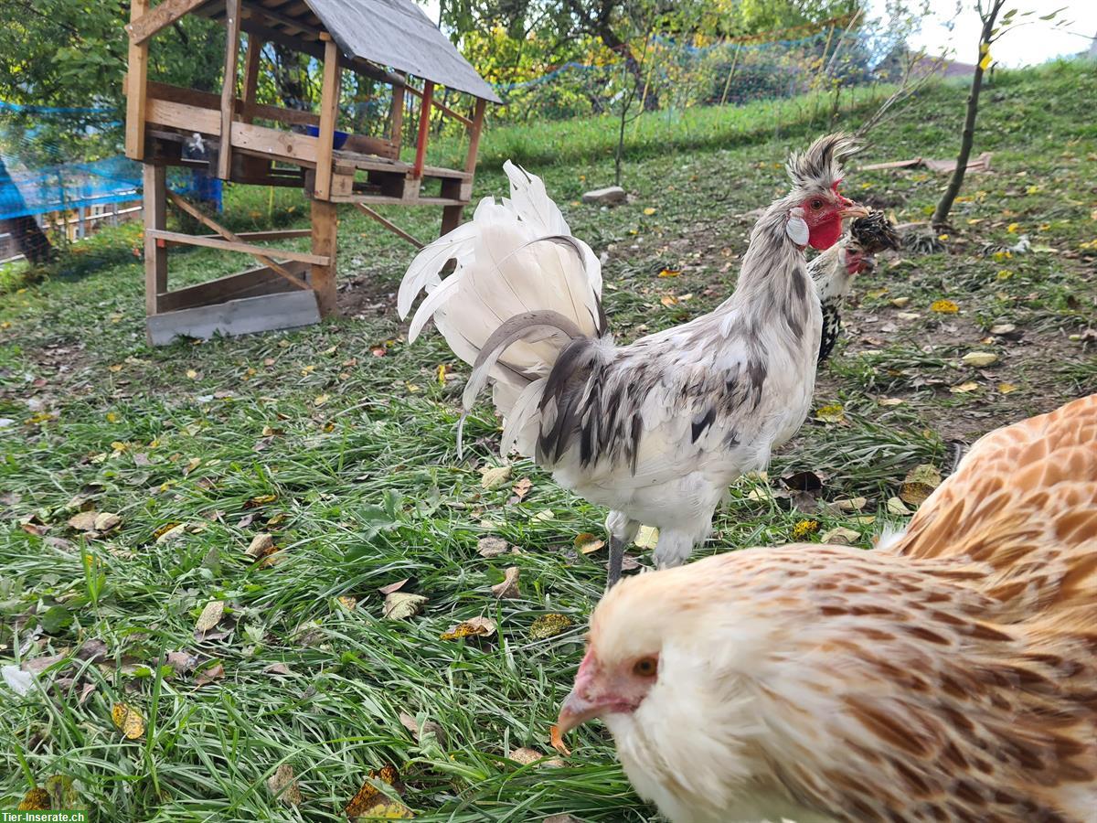 Bild 2: Appenzeller Spitzhauben Hahn, reinrassig