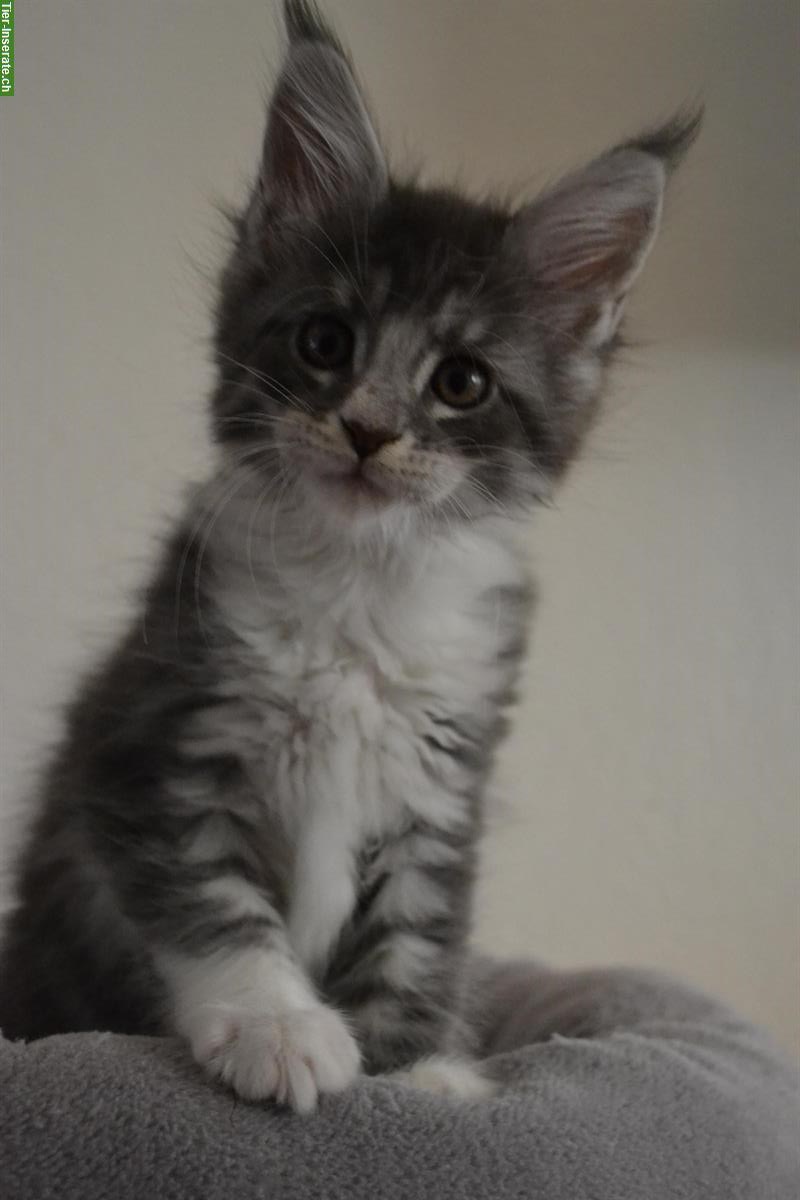 3 wunderschöne Maine Coon Kitten mit Stammbaum