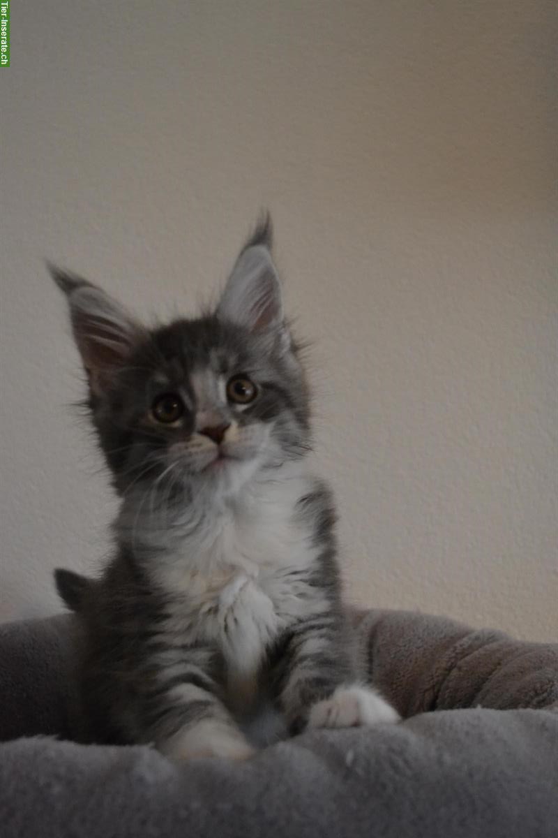 Bild 2: 3 wunderschöne Maine Coon Kitten mit Stammbaum