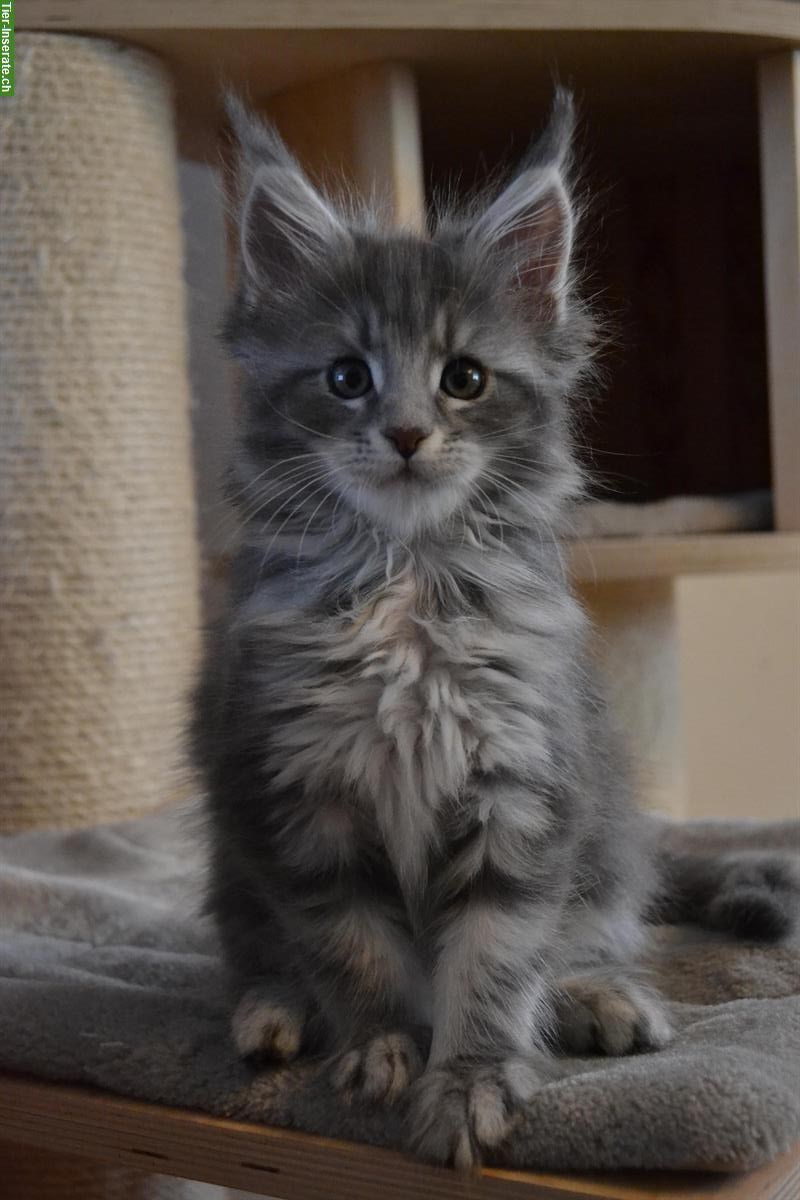 Bild 3: 3 wunderschöne Maine Coon Kitten mit Stammbaum